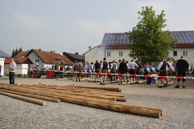 Maibaum 2013